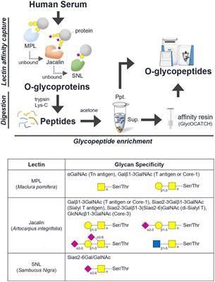 Targeted O-glycoproteomics for the development of diagnostic markers for advanced colorectal cancer